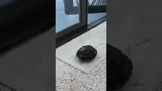 We found a turtle…🐢
