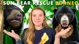 Bornean Sun Bear Conservation in Sepilok, Sabah. 🇲🇾
