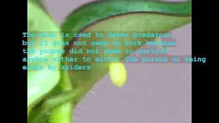 Oleander Butterfly Eggs