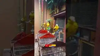 Burung kepodang antri untuk mandi sore #gogorsutrisnonnzz #mandisore #burungmandi #mandiinkepodang