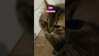 Suara Kucing Imut #cat #catlover #kucing #kucinglucu #funny #kitten #youtubeshorts #meow #cute