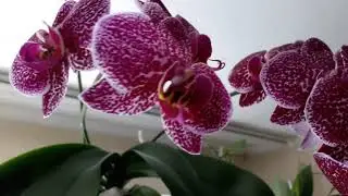 Весенняя эстафета принята💋💋💋 и передаю...❤❤❤