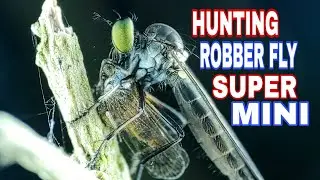 HUNTING I BERBURU ROBBER FLY SUPER MINI I HABITAT RF SUPER MINI