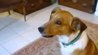 Mirza, the Singing Dog