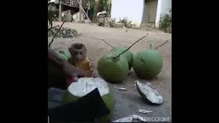 NGAMUK KEHABISAN SUSU