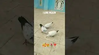 #pigeon /#shortsfeed /#shorts