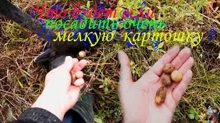 Что будет если посадить очень мелкую картошку???