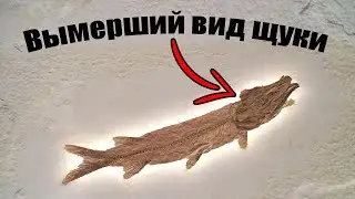 AMAZING PIKES: from an extinct species to the LARGEST PIKE on the PLANET