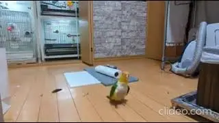 very pleasant parrot, but it's reversed