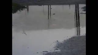 This is how the fastest birds fly, even the dog was surprized