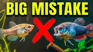 Regret Buying These 7 Peaceful Aquarium Fish (Don’t Be Fooled!)