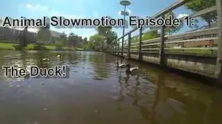 Animal Slowmotion Episode2: The Duck [Gopro Hero3 Black edition]
