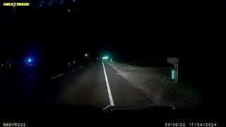 Dazed Owl on Road