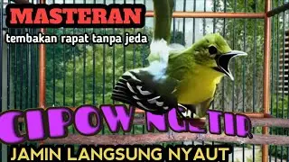 MASTERAN WAJIB UNTUK PANCINGAN CIPOW/SIRTU MALAS BUNYI.‼️