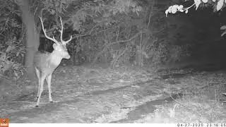 Chital deer in India showing alarm