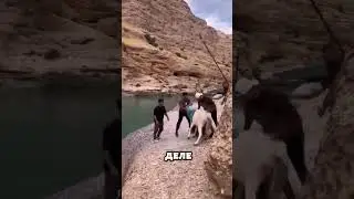 What is the donkey doing there?
