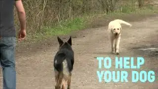 Online Dog Behaviour Courses - Trailer