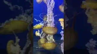 Little adventurer discovers the jellyfish galaxy! #sea #jellyfish #aquarium