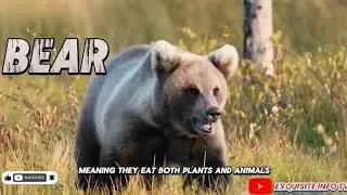 BEAR BEHAVIOR EXPLAINED: THE WILDEST FACTS YOU NEED TO KNOW!