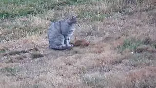 Wildcat