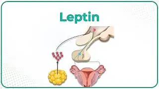 Physiology of Leptin Animation: USMLE Step 1
