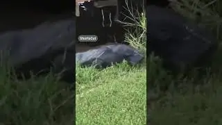 Viral 😱 kemunculan mahluk aneh yang mengerikan dari dalam air