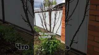 Что случилось с грушей