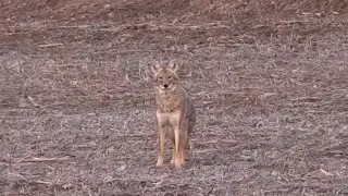 Mouthy Female Coyote - This female screams out some howls in response to my long howls