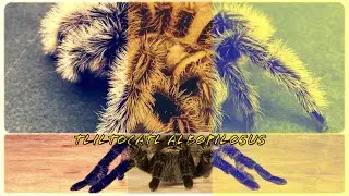 Tliltocatl albopilosus/Brachypelma albopilosum/Невеликий огляд та як утримувати його )))