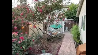 Our Garden July 2021