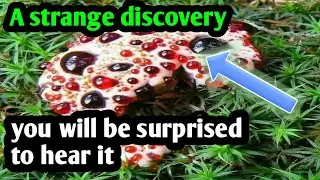 Bleeding Tooth Fungus.strange discovery.wonderful discovery