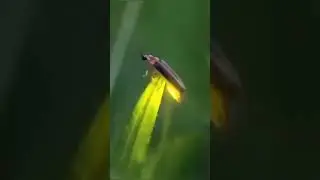 Wonderful Glowing Insect