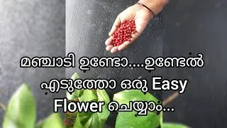 Easy Flower Making Idea With Manjadi Seeds / Easy Home Decor/Wall Decor