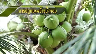 วีดิทัศน์ ปี 2560 : การปลูกมะพร้าวน้ำหอม