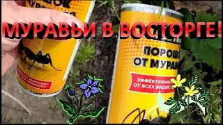 Новое СРЕДСТВО от МУРАВЬЕВ.Показываю как работает.