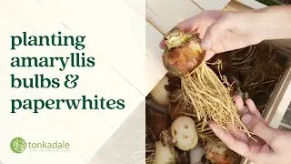 Planting Amaryllis Bulbs & Paperwhites