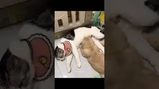 Waao!! Everybody Confused in this story 🤭😻