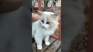 Котик#cat #топ#юмор #shorts