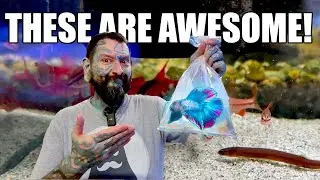 YOU NEED TO CHECK THESE FISH OUT! Live Fish Unboxing!