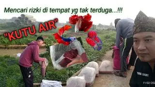 Pencari 