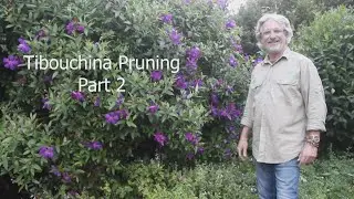 Tibouchina Pruning Part 2
