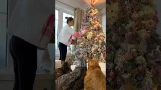 When your cats have solution to everything 🤣🪄 