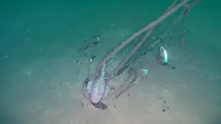 Finding and retrieving downrigger stuff from the depth. (ROV)