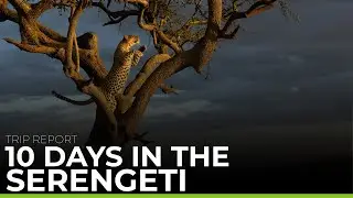 TRIP REPORT | Serengeti Private Safari