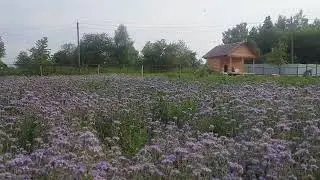 главный взяток. Фацелия