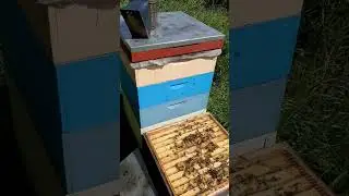Разделительная или Ганемановская решётка сильно облегчает труд пчеловода. 