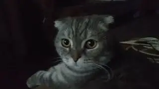 Очень Смешной Кот