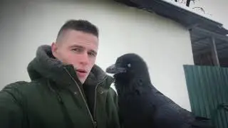 Ворон что то говорит на воронином, на своём