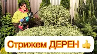 ‼️СТРИЖЕМ ДЕРЕН👍 Максимально коротко для лучшего уплотнения
