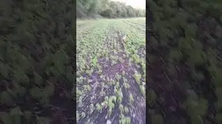 нагонка ЭГ